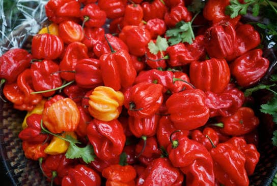 Scotch Bonnet Peppers